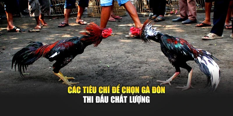 Các tiêu chí để chọn gà đòn thi đấu chất lượng