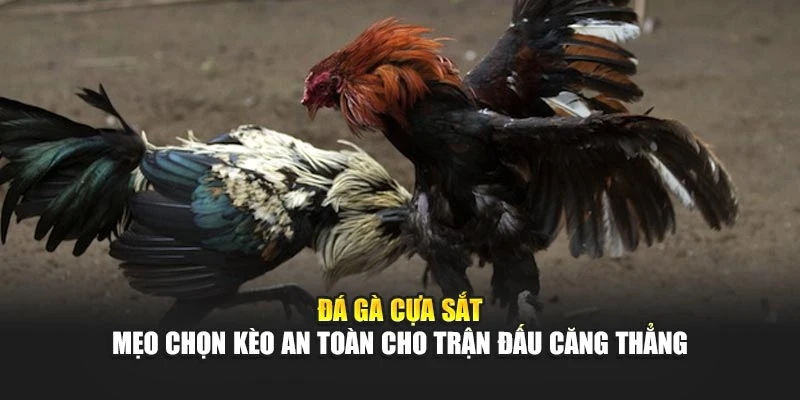Đá Gà Cựa Sắt – Mẹo Chọn Kèo An Toàn Cho Trận Đấu Căng Thẳng