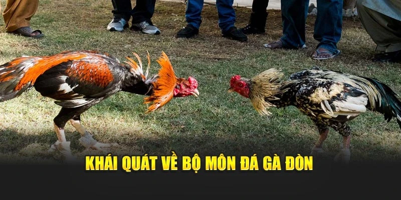 Khái quát về bộ môn đá gà đòn